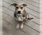 Small Photo #1 American Bully Puppy For Sale in BARNEGAT, NJ, USA