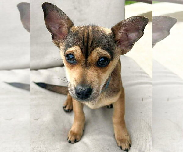 Medium Photo #2 Mutt Puppy For Sale in Corona, CA, USA