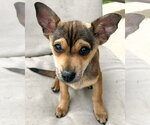 Small #1 Mutt
