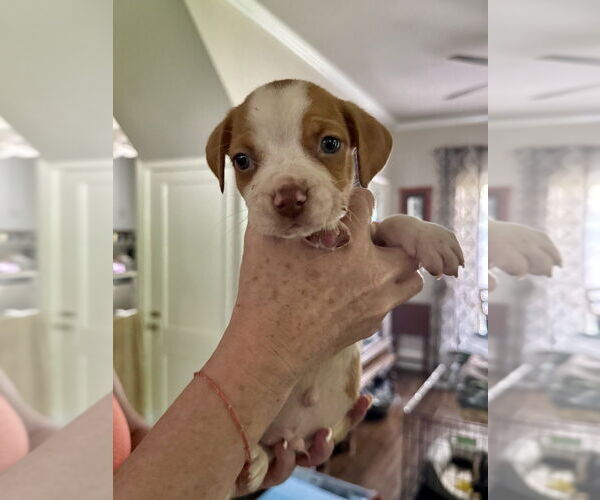 Medium Photo #3 American Staffordshire Terrier-Unknown Mix Puppy For Sale in Brewster, NY, USA