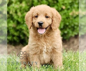 Miniature Labradoodle Puppy for sale in STRASBURG, PA, USA