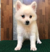 Small Photo #6 Japanese Spitz Puppy For Sale in SAN FRANCISCO, CA, USA