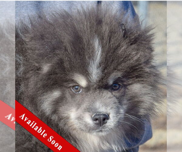 Medium Photo #1 Pomsky Puppy For Sale in Huntley, IL, USA
