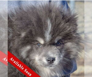 Pomsky Dogs for adoption in Huntley, IL, USA