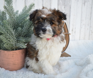 Pom-A-Poo Puppy for sale in HONEY BROOK, PA, USA