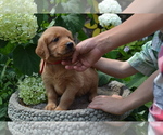 Small Photo #21 Golden Retriever Puppy For Sale in GREENWOOD, WI, USA