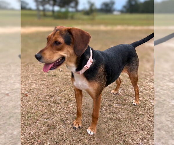 Medium Photo #8 Beagle Puppy For Sale in Dunnellon, FL, USA