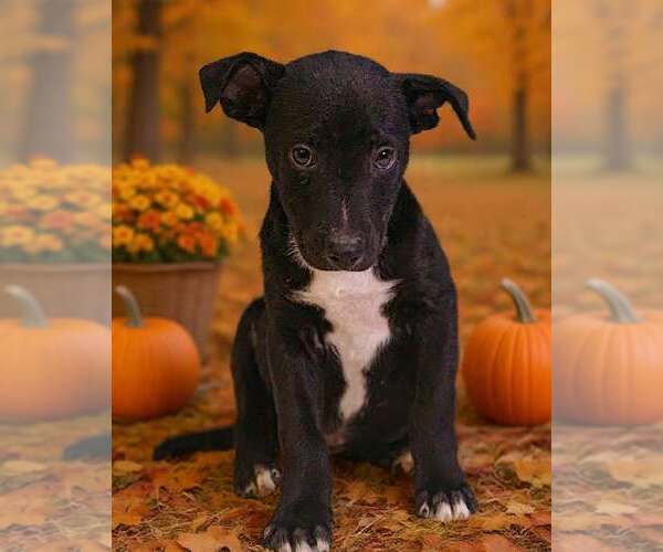 Medium Photo #4 American Pit Bull Terrier-Unknown Mix Puppy For Sale in Talladega, AL, USA
