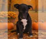 Small Photo #4 American Pit Bull Terrier-Unknown Mix Puppy For Sale in Talladega, AL, USA