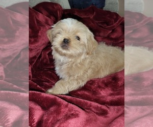 Japanese Chin-Poodle (Toy) Mix Puppy for sale in ROY, WA, USA