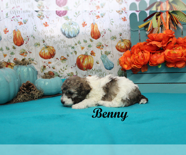 Medium Photo #11 Poodle (Toy) Puppy For Sale in CHANUTE, KS, USA