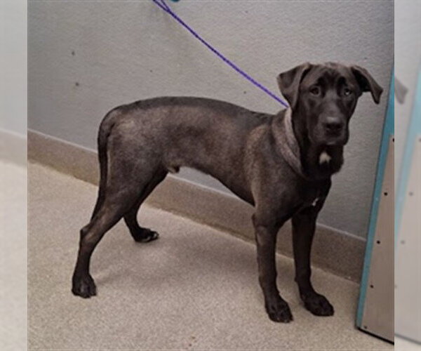 Medium Photo #1 Labmaraner Puppy For Sale in Las Vegas, NV, USA