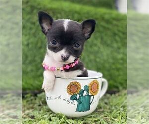 Chihuahua Litter for sale in MIAMI, FL, USA