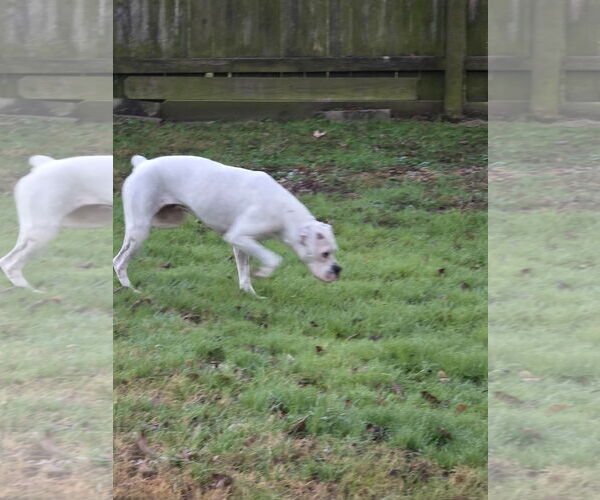 Medium Photo #6 Boxer Puppy For Sale in  Katy, TX, USA