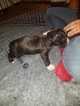 Small #19 American Pit Bull Terrier