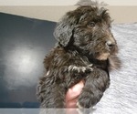 Small Photo #15 Aussiedoodle Puppy For Sale in NEW YORK MILLS, MN, USA