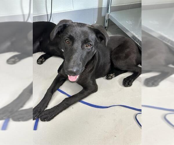 Medium Photo #1 Labrador Retriever-Unknown Mix Puppy For Sale in Corpus Christi, TX, USA