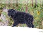 Small #22 Poodle (Miniature)