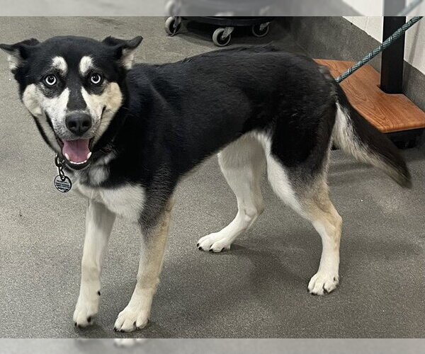Medium Photo #1 Siberian Husky Puppy For Sale in Forestville, MD, USA