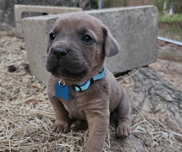 Medium Photo #1 Cane Corso Puppy For Sale in BIRMINGHAM, AL, USA