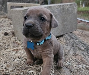 Cane Corso Puppy for sale in BIRMINGHAM, AL, USA