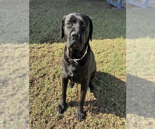 Medium Photo #1 Labrador Retriever-Unknown Mix Puppy For Sale in Riverside, CA, USA