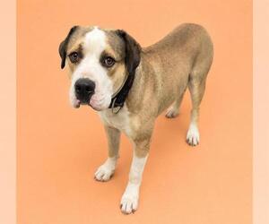 Staffordshire Bull Terrier-Unknown Mix Dogs for adoption in HESPERIA, CA, USA