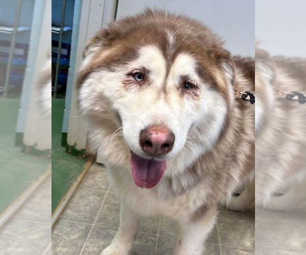 Medium Photo #2 Alaskan Malamute Puppy For Sale in Rustburg, VA, USA