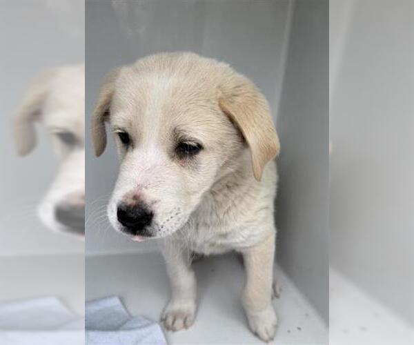 Medium Photo #1 Labrador Retriever Puppy For Sale in Houston, TX, USA