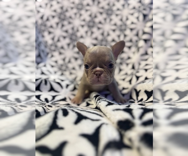 Medium Photo #1 French Bulldog Puppy For Sale in GERBER, CA, USA