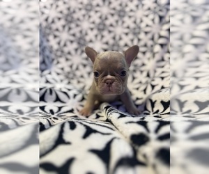 French Bulldog Puppy for sale in GERBER, CA, USA