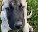 Small Photo #7 Anatolian Shepherd Puppy For Sale in LITTLE MEADOWS, PA, USA