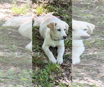 Small #1 Labrador Retriever Mix