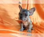 Small Photo #1 French Bulldog Puppy For Sale in NAPLES, FL, USA
