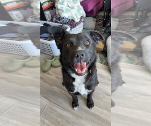 Pickers - Female Labrador Retriever-Retriever  Mix Dog for Adoption - Photo #3