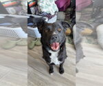 Small #2 Labrador Retriever-Retriever  Mix