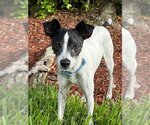 Small Photo #4 Rat Terrier Puppy For Sale in Plantation, FL, USA