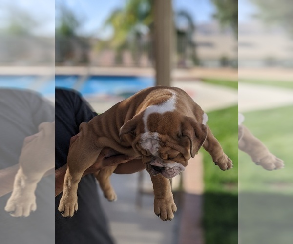 Medium Photo #3 Bulldog Puppy For Sale in CORONA, CA, USA