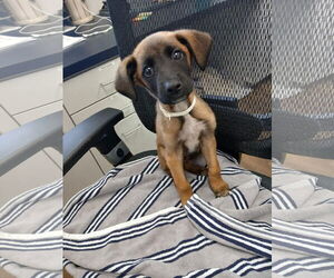 Mutt Dogs for adoption in Holly Springs, NC, USA