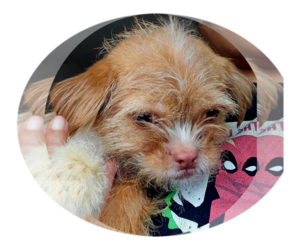 Shih Tzu-Unknown Mix Dogs for adoption in Gibbstown, NJ, USA