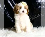 Small #4 Cavapoo
