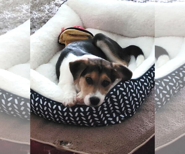 Medium Photo #7 Beagle-Unknown Mix Puppy For Sale in Arlington, VA, USA