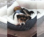 Small #6 Beagle Mix
