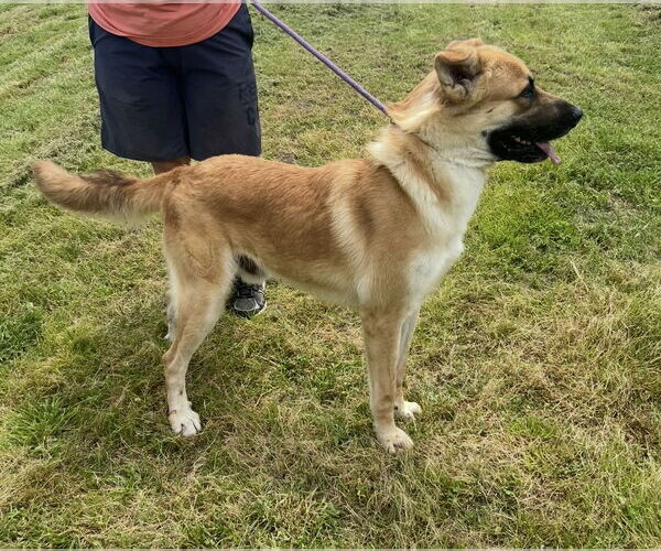 Medium Photo #3 Mutt Puppy For Sale in Pryor, OK, USA