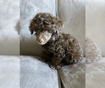 Small Photo #8 Poodle (Toy) Puppy For Sale in HAYWARD, CA, USA