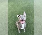 Small #2 American Bulldog