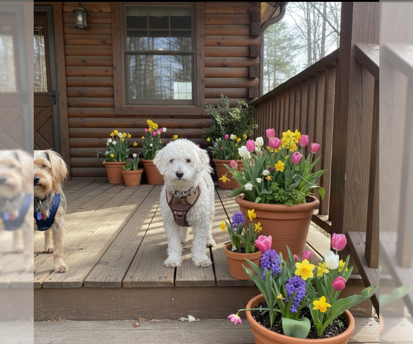 Medium Photo #1 Poodle (Miniature) Puppy For Sale in MIDWAY, UT, USA