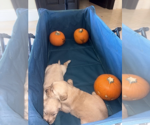 Medium Photo #7 Golden Retriever Puppy For Sale in PERRIS, CA, USA