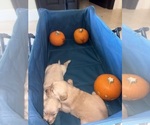 Litter of 2 - Male(s) and Female(s) Golden RetrieverLitter of Puppies for Sale - Photo #7
