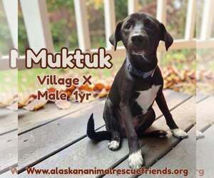 Colonial Cocker Spaniel-Siberian Husky Mix Dogs for adoption in Anchorage, AK, USA